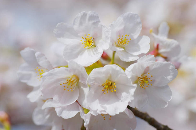 无人,横图,室外,特写,白天,正面,旅游,度假,美景,樱花,日本,亚洲,许多,阴影,朦胧,模糊,盛开,光线,影子,景观,花蕾,娱乐,花,花瓣,花朵,鲜花,白色,阳光,自然,花苞,花蕊,享受,休闲,景色,放松,自然风光,东亚,本州,本州岛,日本国,近畿地方,近畿,滋贺,滋贺县,仙樱花,福岛樱,青肤樱,荆桃,彩图