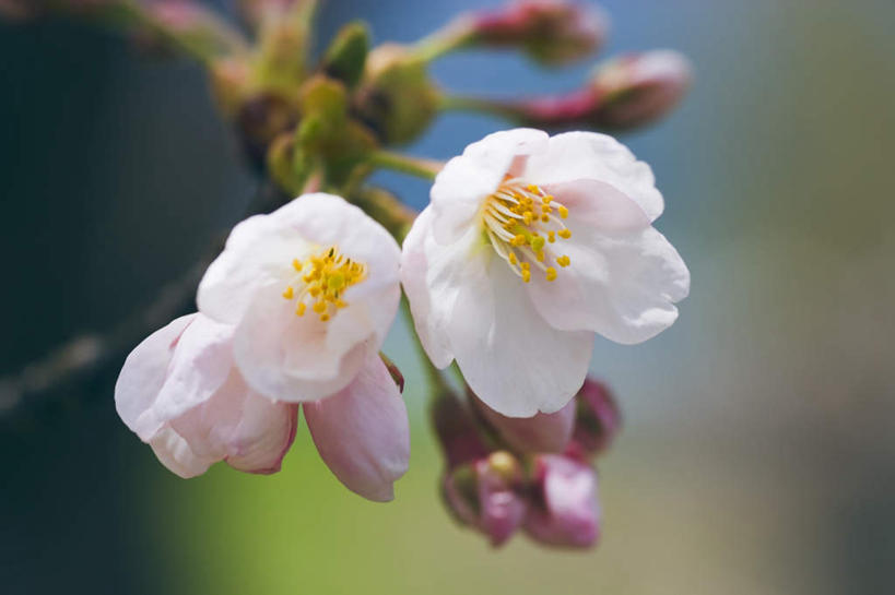 无人,横图,室外,特写,白天,正面,旅游,度假,美景,樱花,日本,亚洲,许多,阴影,朦胧,模糊,盛开,光线,影子,景观,花蕾,娱乐,花,花瓣,花朵,鲜花,白色,阳光,自然,花苞,花蕊,享受,休闲,景色,放松,自然风光,东亚,本州,本州岛,日本国,近畿地方,近畿,滋贺,滋贺县,仙樱花,福岛樱,青肤樱,荆桃,彩图