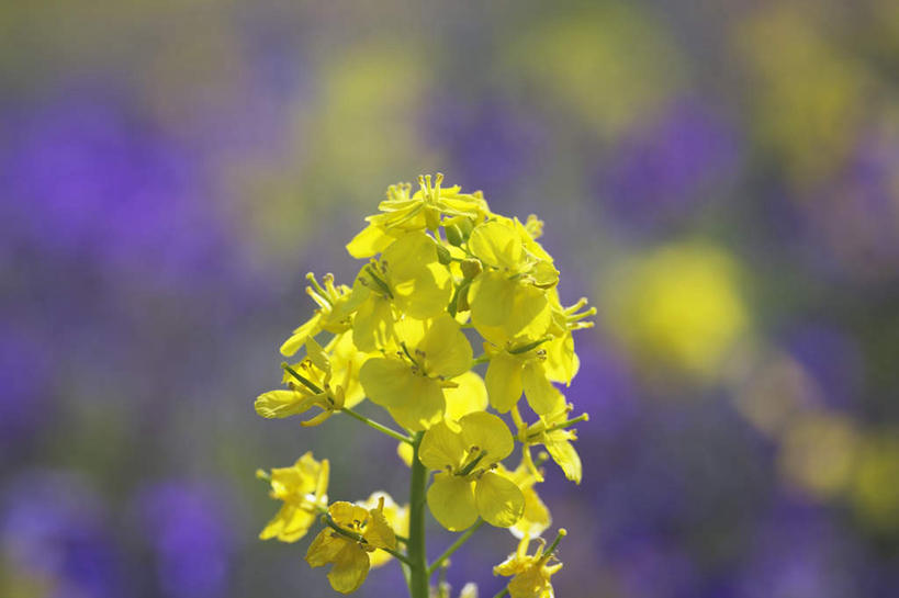 无人,横图,俯视,室外,特写,白天,旅游,度假,美景,日本,亚洲,许多,阴影,朦胧,模糊,盛开,光线,影子,景观,花蕾,娱乐,花,花瓣,花朵,鲜花,黄色,阳光,自然,花苞,花蕊,油菜花,享受,休闲,景色,放松,自然风光,东亚,本州,本州岛,日本国,近畿地方,近畿,兵库,兵库县,彩图,高角度拍摄,芸苔,芸薹
