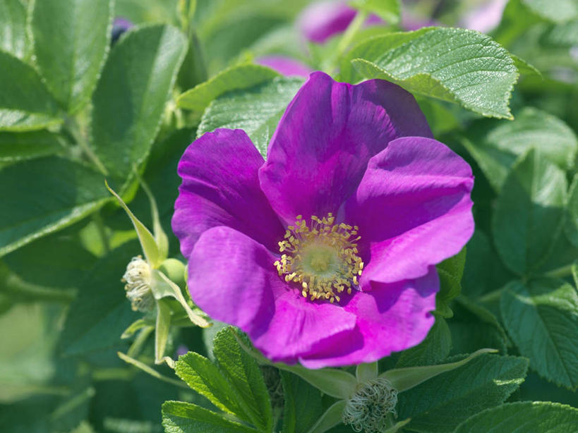 无人,横图,俯视,室外,特写,白天,爱情,旅游,度假,幸福,纯洁,热情,美景,玫瑰,叶子,日本,亚洲,阴影,朦胧,模糊,盛开,光线,影子,景观,绿叶,玫瑰花,浪漫,花蕾,娱乐,花,花瓣,花朵,鲜花,一朵,紫色,阳光,自然,花苞,花蕊,享受,休闲,温暖,温馨,嫩叶,景色,恩爱,放松,大阪,和睦,自然风光,感动,东亚,本州,大阪府,本州岛,日本国,近畿地方,近畿,尊敬,天真,刺玫花,徘徊花,叶,叶片,彩图,高角度拍摄,融洽