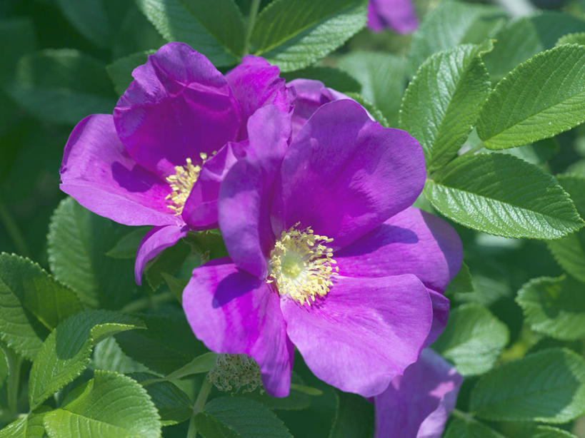 无人,横图,俯视,室外,特写,白天,爱情,旅游,度假,幸福,纯洁,热情,美景,玫瑰,叶子,日本,亚洲,阴影,朦胧,模糊,盛开,光线,影子,景观,绿叶,玫瑰花,浪漫,花蕾,娱乐,花,花瓣,花朵,鲜花,两朵,紫色,阳光,自然,花苞,花蕊,享受,休闲,温暖,温馨,嫩叶,景色,恩爱,放松,大阪,和睦,自然风光,感动,东亚,本州,大阪府,本州岛,日本国,近畿地方,近畿,尊敬,天真,刺玫花,徘徊花,叶,叶片,彩图,高角度拍摄,融洽