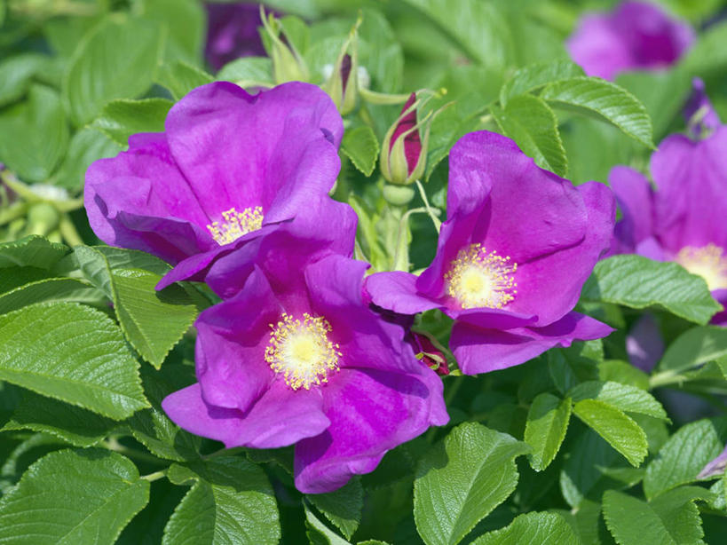 无人,横图,俯视,室外,特写,白天,爱情,旅游,度假,幸福,纯洁,热情,美景,玫瑰,叶子,日本,亚洲,许多,阴影,朦胧,模糊,盛开,光线,影子,景观,绿叶,玫瑰花,浪漫,花蕾,娱乐,花,花瓣,花朵,鲜花,紫色,阳光,自然,花苞,花蕊,享受,休闲,温暖,温馨,嫩叶,景色,恩爱,放松,大阪,和睦,自然风光,感动,东亚,本州,大阪府,本州岛,日本国,近畿地方,近畿,尊敬,天真,刺玫花,徘徊花,叶,叶片,彩图,高角度拍摄,融洽