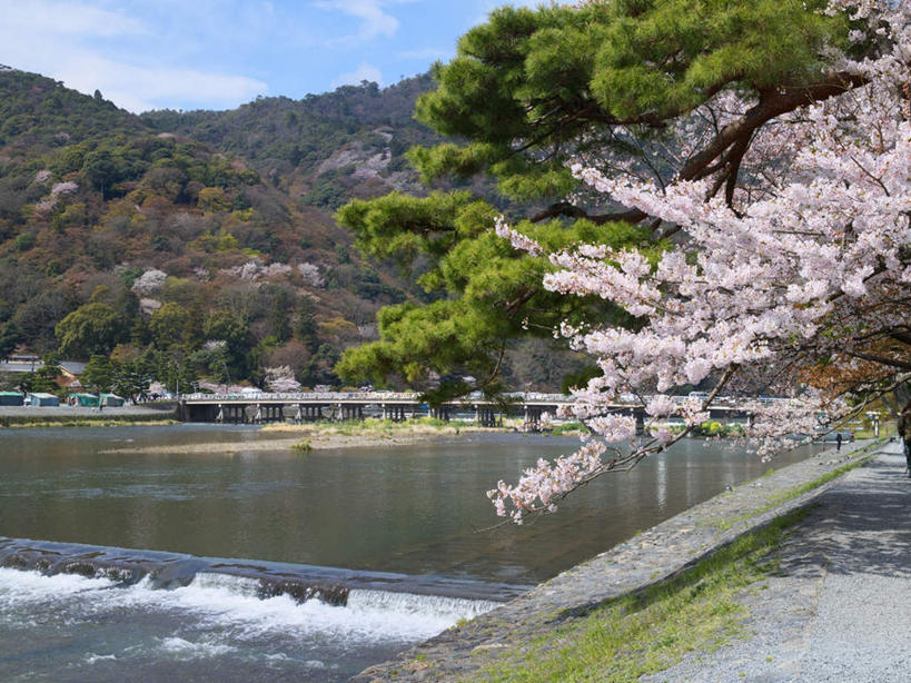 无人,横图,俯视,室外,白天,旅游,度假,草地,草坪,河流,美景,山,山脉,水,植物,樱花,日本,亚洲,阴影,盛开,光线,影子,河水,景观,山峰,水流,云,云朵,山峦,花蕾,云彩,娱乐,草,花,花瓣,花朵,鲜花,树,树木,蓝色,绿色,白色,白云,蓝天,天空,阳光,自然,群山,天,花苞,花蕊,享受,休闲,景色,放松,生长,成长,自然风光,东亚,本州,本州岛,日本国,近畿地方,近畿,兵库,兵库县,仙樱花,福岛樱,青肤樱,荆桃,彩图,高角度拍摄