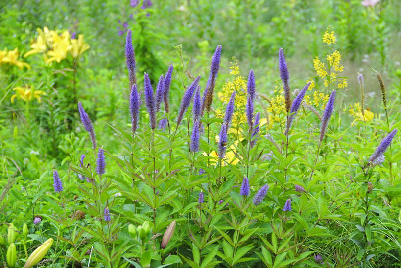 无人,横图,俯视,室外,白天,爱情,旅游,度假,草地,草坪,美景,植物,长野县,日本,亚洲,阴影,盛开,光线,影子,景观,浪漫,花蕾,娱乐,草,花,花瓣,花朵,鲜花,黄色,绿色,紫色,阳光,自然,香草,花苞,花蕊,薰衣草,油菜花,享受,休闲,景色,放松,自然风光,呼吸,东亚,本州,本州岛,日本国,中部地方,长野,灵香草,黄香草,奇迹,彩图,高角度拍摄,芸苔,芸薹