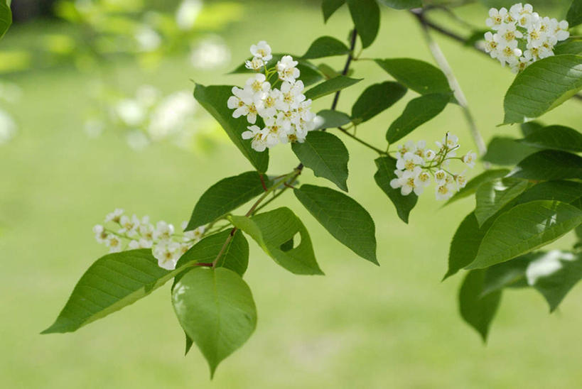 无人,横图,俯视,室外,特写,白天,旅游,度假,美景,森林,树林,植物,李子,长野县,日本,亚洲,阴影,朦胧,模糊,盛开,光线,影子,景观,花蕾,娱乐,花,花瓣,花朵,鲜花,树,树木,绿色,白色,阳光,自然,花苞,花蕊,享受,休闲,景色,放松,生长,成长,自然风光,东亚,本州,本州岛,日本国,中部地方,长野,李花,恐龙蛋,布冧,彩图,高角度拍摄