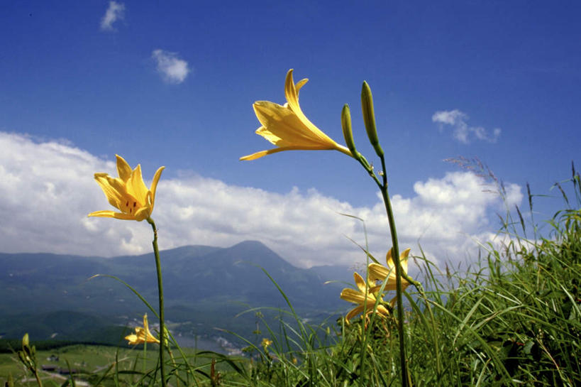 无人,横图,室外,白天,正面,旅游,度假,草地,草坪,美景,森林,山,山脉,树林,植物,萱草,长野县,日本,亚洲,阴影,盛开,光线,影子,景观,山峰,云,云朵,山峦,花蕾,云彩,娱乐,草,花,花瓣,花朵,鲜花,树,树木,黄色,蓝色,绿色,白云,蓝天,天空,阳光,自然,群山,天,花苞,花蕊,享受,休闲,景色,放松,生长,成长,自然风光,东亚,本州,本州岛,日本国,中部地方,长野,疗愁,萱草花,宜男,忘忧草,金针菜,黄花菜,彩图