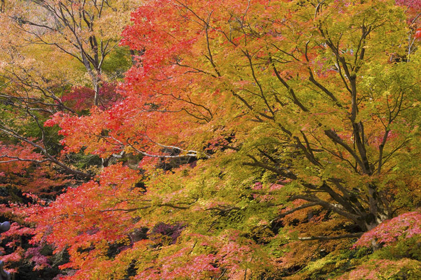 无人,横图,室外,白天,正面,旅游,度假,草地,草坪,美景,森林,树林,植物,叶子,日本,亚洲,阴影,光线,影子,景观,绿叶,娱乐,草,树,树木,绿色,阳光,自然,享受,休闲,嫩叶,景色,放松,生长,成长,自然风光,东亚,本州,本州岛,日本国,近畿地方,近畿,滋贺,滋贺县,叶,叶片,彩图