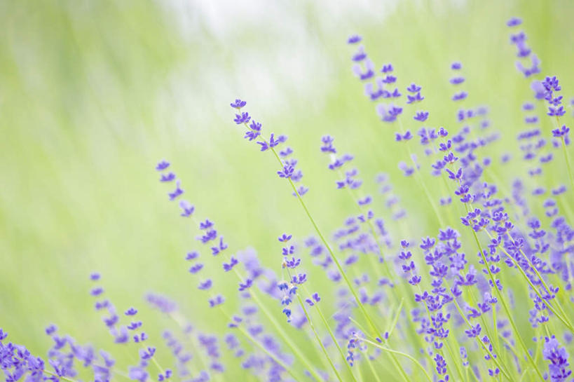 无人,横图,俯视,室外,特写,白天,爱情,旅游,度假,草地,草坪,美景,植物,日本,亚洲,阴影,朦胧,模糊,盛开,光线,影子,景观,浪漫,花蕾,娱乐,草,花,花瓣,花朵,鲜花,绿色,紫色,阳光,自然,香草,花苞,花蕊,薰衣草,享受,休闲,景色,放松,自然风光,呼吸,东亚,本州,本州岛,日本国,近畿地方,近畿,滋贺,滋贺县,灵香草,黄香草,奇迹,彩图,高角度拍摄