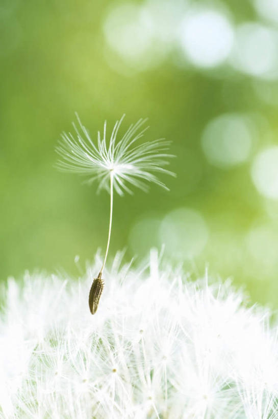 无人,竖图,俯视,室外,特写,白天,旅游,度假,美景,樱花,日本,亚洲,阴影,朦胧,模糊,盛开,光线,影子,景观,花蕾,娱乐,花,花瓣,花朵,鲜花,蓝色,白色,蓝天,天空,阳光,自然,天,花苞,花蕊,享受,休闲,景色,放松,自然风光,东亚,本州,本州岛,日本国,近畿地方,近畿,滋贺,滋贺县,仙樱花,福岛樱,青肤樱,荆桃,彩图,高角度拍摄