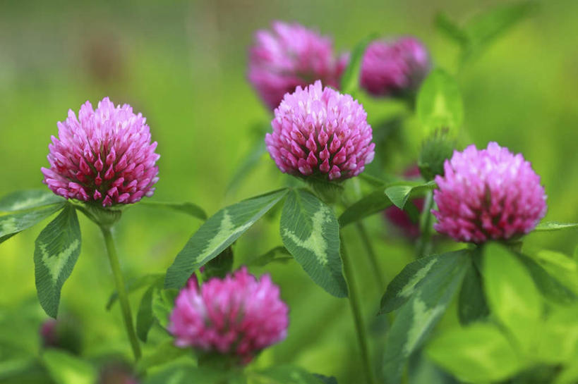 无人,横图,俯视,室外,特写,白天,爱情,旅游,度假,自由,幸福,草地,草坪,美景,植物,叶子,日本,亚洲,许多,阴影,朦胧,模糊,盛开,光线,影子,景观,三叶草,绿叶,花蕾,娱乐,草,花,花瓣,花朵,鲜花,粉色,绿色,阳光,自然,花苞,花蕊,享受,休闲,嫩叶,景色,放松,希望,自然风光,和平,东亚,车轴草,苜蓿,本州,关东地方,本州岛,日本国,统一,崎玉,崎玉县,团结,叶,叶片,彩图,高角度拍摄