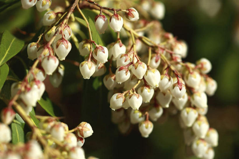 无人,横图,俯视,室外,特写,白天,旅游,度假,草地,草坪,美景,植物,叶子,东京,日本,亚洲,许多,阴影,朦胧,模糊,盛开,光线,影子,景观,绿叶,花蕾,娱乐,草,花,花瓣,花朵,鲜花,绿色,白色,阳光,自然,花苞,花蕊,享受,休闲,嫩叶,景色,放松,自然风光,东亚,本州,关东地方,本州岛,日本国,东京都,马醉木,叶,叶片,彩图,高角度拍摄