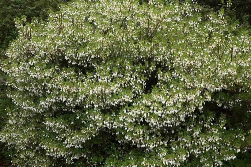 无人,横图,俯视,室外,白天,旅游,度假,草地,草坪,美景,森林,树林,植物,杜鹃花,东京,日本,亚洲,阴影,光线,影子,景观,杜鹃,娱乐,草,树,树木,绿色,白色,阳光,自然,享受,休闲,景色,放松,生长,成长,喜悦,克制,自然风光,东亚,本州,关东地方,本州岛,日本国,东京都,红杜鹃,满山红,清明花,清时,山踯躅,红踯躅,节制,欣喜,山石榴,映山红,彩图,高角度拍摄