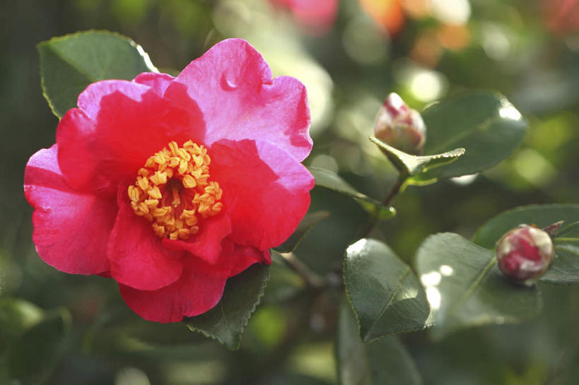 无人,横图,俯视,室外,特写,白天,旅游,度假,美景,山茶花,叶子,东京,日本,亚洲,许多,阴影,朦胧,模糊,盛开,光线,影子,景观,绿叶,花蕾,娱乐,花,花瓣,花朵,鲜花,粉色,阳光,自然,花苞,花蕊,享受,休闲,嫩叶,景色,放松,自然风光,东亚,本州,关东地方,本州岛,日本国,东京都,玉茗花,耐冬,海石榴,茶花,叶,叶片,彩图,高角度拍摄