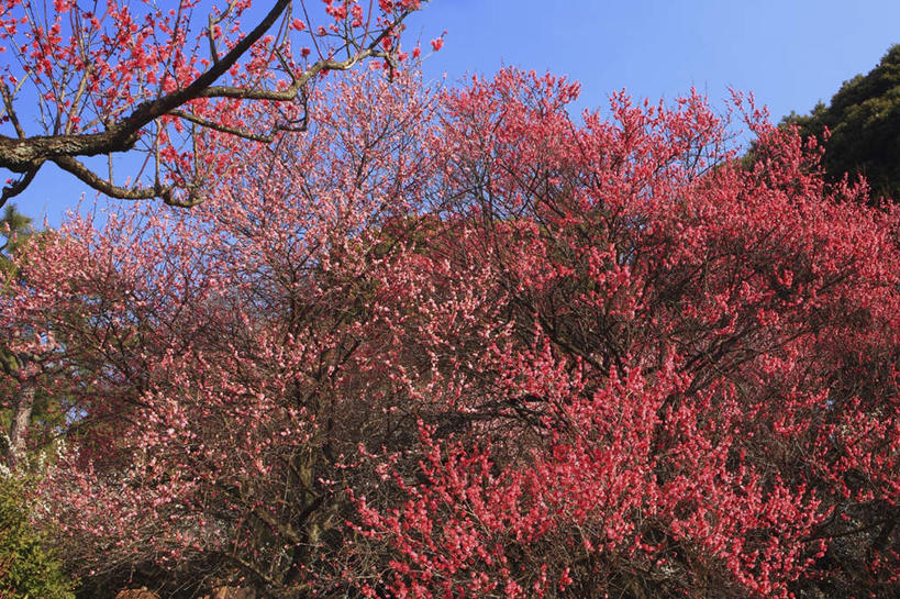 无人,横图,室外,白天,仰视,旅游,度假,美景,植物,东京,日本,亚洲,阴影,盛开,光线,瓦片,影子,屋檐,景观,梅花,花蕾,娱乐,檐,花,花瓣,花朵,鲜花,树,树木,红色,蓝色,绿色,蓝天,天空,阳光,自然,天,花苞,花蕊,享受,休闲,景色,放松,生长,晴朗,成长,高雅,坚强,自然风光,东亚,本州,万里无云,关东地方,本州岛,日本国,东京都,梅,晴空,晴空万里,彩图,低角度拍摄