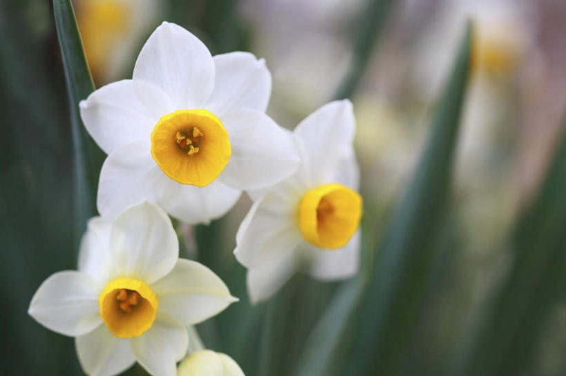 无人,横图,俯视,室外,特写,白天,爱情,旅游,度假,陶醉,草地,草坪,美景,植物,水仙花,日本,亚洲,许多,阴影,朦胧,模糊,盛开,光线,影子,景观,花蕾,娱乐,草,花,花瓣,花朵,鲜花,绿色,白色,阳光,自然,花苞,花蕊,享受,休闲,景色,放松,自然风光,记忆,东亚,本州,关东地方,本州岛,日本国,金盏银台,玉玲珑,女史花,雅蒜,天蒜,崎玉,崎玉县,敬意,自恋,凌波仙子,水仙,天葱,彩图,高角度拍摄