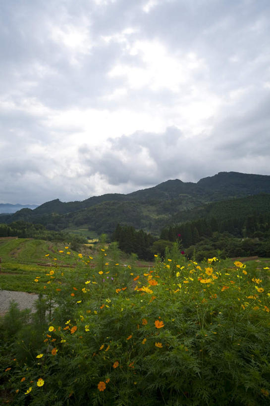 无人,农田,竖图,室外,白天,正面,旅游,度假,农业,庄稼,农作物,草地,草坪,美景,森林,山,山脉,树林,植物,日本,亚洲,阴影,盛开,光线,影子,稻田,景观,山峰,云,云朵,山峦,千叶县,花蕾,云彩,娱乐,草,花,花瓣,花朵,鲜花,树,树木,黄色,蓝色,绿色,白云,蓝天,天空,阳光,自然,群山,天,花苞,花蕊,享受,休闲,景色,放松,生长,成长,自然风光,东亚,本州,关东地方,本州岛,日本国,千叶,彩图,耕地,庄稼田