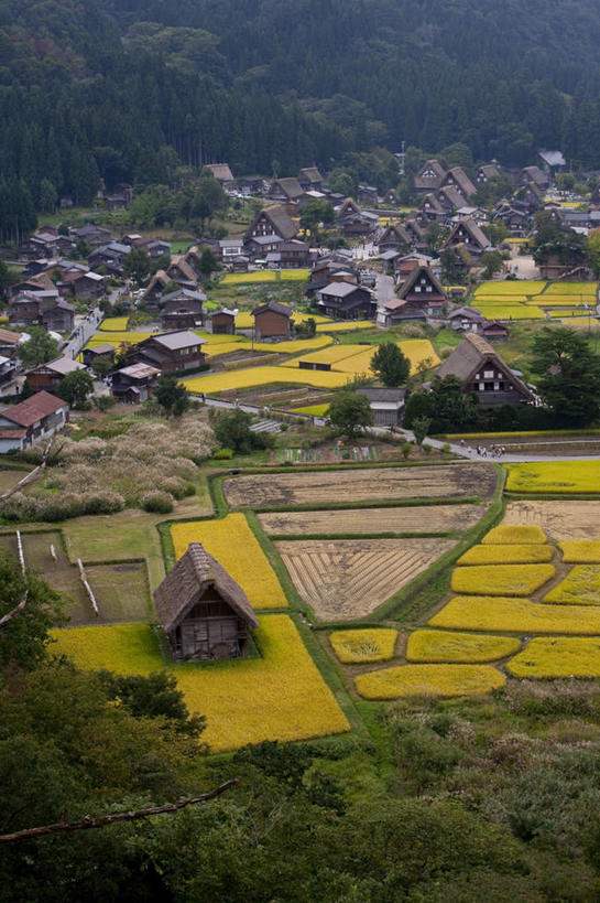 无人,家,农田,竖图,俯视,室外,白天,旅游,度假,农业,庄稼,农作物,草地,草坪,美景,森林,山,山脉,树林,植物,日本,亚洲,房屋,屋子,稻田,景观,山峰,山峦,娱乐,楼房,住宅,草,树,树木,绿色,自然,群山,享受,休闲,景色,放松,生长,成长,自然风光,东亚,本州,本州岛,日本国,中部地方,岐阜,岐阜县,彩图,高角度拍摄,耕地,庄稼田,房子