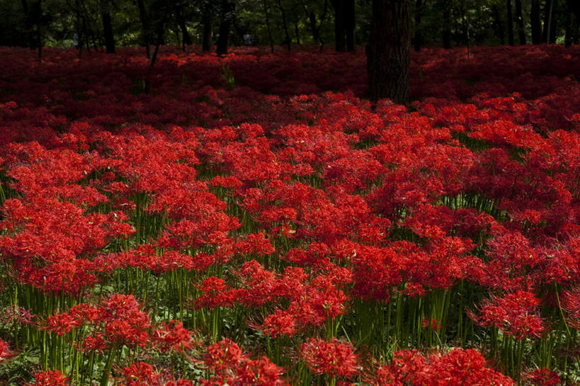 无人,横图,室外,白天,正面,旅游,度假,草地,草坪,花海,花圃,美景,植物,叶子,日本,亚洲,阴影,朦胧,模糊,盛开,光线,影子,景观,花蕾,娱乐,草,花,花瓣,花朵,花卉,鲜花,树,树木,红色,绿色,阳光,自然,花丛,花束,花田,花苞,花蕊,享受,休闲,景色,放松,生长,成长,自然风光,东亚,本州,关东地方,本州岛,日本国,蜘蛛百合,崎玉,崎玉县,笹蟹百合,螫蟹花,水鬼蕉,蜘蛛兰,天生丽质,彩图
