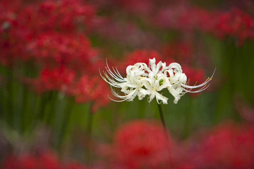 无人,横图,室外,特写,白天,正面,旅游,度假,草地,草坪,花海,花圃,美景,植物,叶子,日本,亚洲,阴影,朦胧,模糊,盛开,光线,影子,景观,花蕾,娱乐,草,花,花瓣,花朵,花卉,鲜花,树,树木,红色,绿色,白色,阳光,自然,花丛,花束,花田,花苞,花蕊,享受,休闲,景色,放松,生长,成长,自然风光,东亚,本州,关东地方,本州岛,日本国,蜘蛛百合,崎玉,崎玉县,笹蟹百合,螫蟹花,水鬼蕉,蜘蛛兰,天生丽质,彩图
