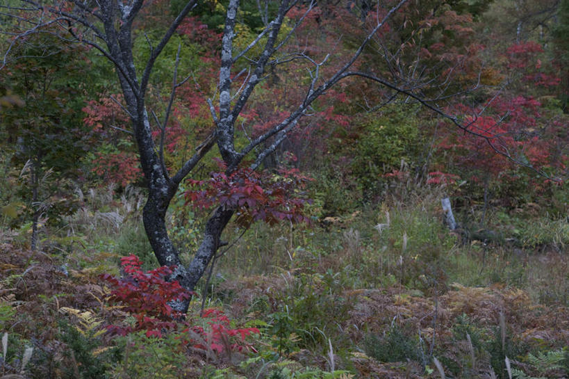 无人,横图,室外,白天,正面,旅游,度假,草地,草坪,河流,美景,森林,山,山脉,树林,水,植物,长野县,日本,亚洲,阴影,波纹,光线,影子,河水,景观,山峰,水流,山峦,娱乐,草,树,树木,绿色,水纹,阳光,自然,波浪,群山,享受,休闲,景色,放松,生长,成长,自然风光,东亚,本州,本州岛,日本国,中部地方,长野,彩图