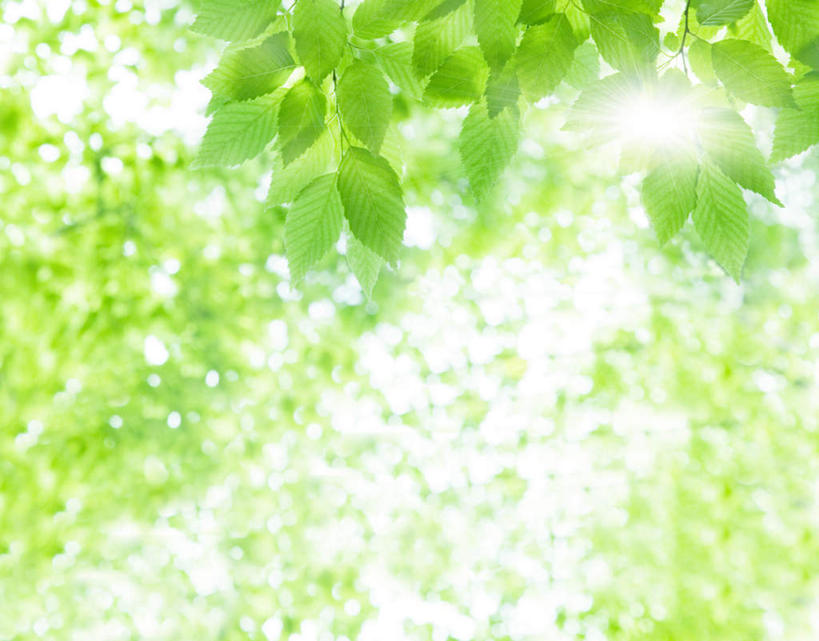 无人,横图,室外,特写,白天,仰视,旅游,度假,美景,植物,叶子,日本,亚洲,阴影,光线,纹理,影子,景观,绿叶,千叶县,娱乐,蓝色,绿色,蓝天,天空,阳光,自然,天,享受,休闲,嫩叶,景色,放松,晴朗,自然风光,东亚,本州,万里无云,肌理,关东地方,本州岛,日本国,千叶,叶,叶片,叶脉,晴空,晴空万里,彩图,低角度拍摄