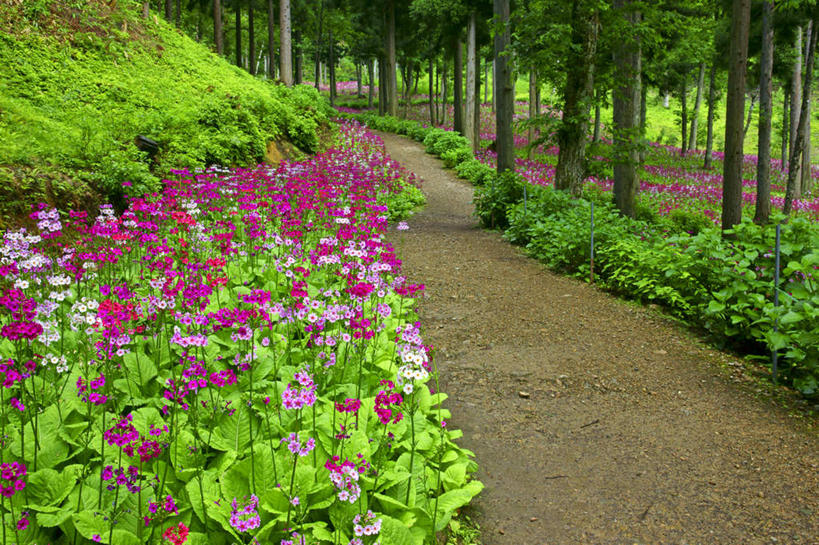 无人,横图,室外,白天,正面,旅游,度假,花海,花圃,美景,植物,道路,路,报春花,叶子,日本,亚洲,许多,盛开,景观,小路,绿叶,交通,花蕾,娱乐,花,花瓣,花朵,花卉,鲜花,树,树木,绿色,自然,花丛,花田,花苞,花蕊,享受,休闲,嫩叶,景色,放松,乡间小路,生长,成长,自然风光,东亚,本州,本州岛,日本国,中部地方,岐阜,岐阜县,樱草,年景花,四季报春,叶,叶片,彩图