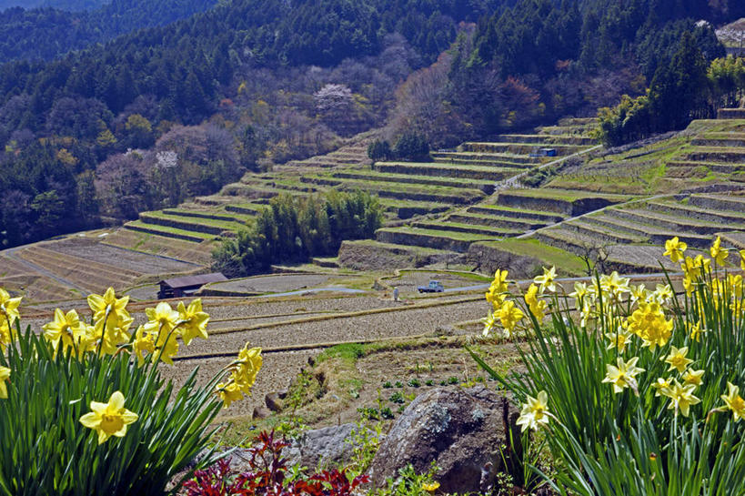 无人,农田,横图,俯视,室外,白天,爱情,旅游,度假,陶醉,农业,庄稼,梯田,农作物,花海,花圃,美景,山,山脉,植物,水仙花,叶子,日本,亚洲,许多,盛开,稻田,景观,山峰,绿叶,山峦,花蕾,娱乐,花,花瓣,花朵,花卉,鲜花,树,树木,黄色,绿色,自然,花丛,花田,群山,花苞,花蕊,享受,休闲,嫩叶,景色,放松,生长,成长,自然风光,记忆,东亚,本州,本州岛,日本国,中部地方,岐阜,岐阜县,金盏银台,玉玲珑,女史花,雅蒜,天蒜,敬意,自恋,凌波仙子,水仙,天葱,叶,叶片,彩图,高角度拍摄,耕地,庄稼田