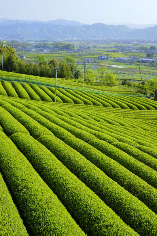 无人,家,农田,竖图,俯视,航拍,室外,白天,旅游,度假,幸福,农业,庄稼,农作物,美景,茶,日本,亚洲,电力,电线,电线杆,线,房屋,屋子,稻田,景观,茶叶,电能,线路,娱乐,茶园,楼房,住宅,蓝色,蓝天,天空,自然,天,享受,休闲,温馨,景色,放松,乐趣,晴朗,电,电源,提神,舒适,鸟瞰,自然风光,醒脑,能量,东亚,本州,万里无云,本州岛,日本国,中部地方,岐阜,岐阜县,晴空,晴空万里,彩图,高角度拍摄,耕地,庄稼田,房子