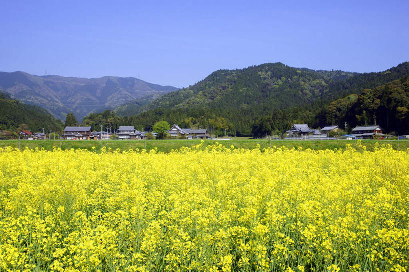 无人,家,横图,室外,白天,仰视,旅游,度假,花海,花圃,美景,山,山脉,植物,叶子,日本,亚洲,许多,盛开,房屋,屋子,景观,山峰,绿叶,山峦,花蕾,娱乐,楼房,住宅,花,花瓣,花朵,花卉,鲜花,树,树木,黄色,蓝色,绿色,蓝天,天空,自然,花丛,花田,群山,天,花苞,花蕊,油菜花,享受,休闲,嫩叶,景色,放松,生长,晴朗,成长,自然风光,东亚,本州,万里无云,本州岛,日本国,中部地方,岐阜,岐阜县,叶,叶片,晴空,晴空万里,彩图,低角度拍摄,房子,芸苔,芸薹