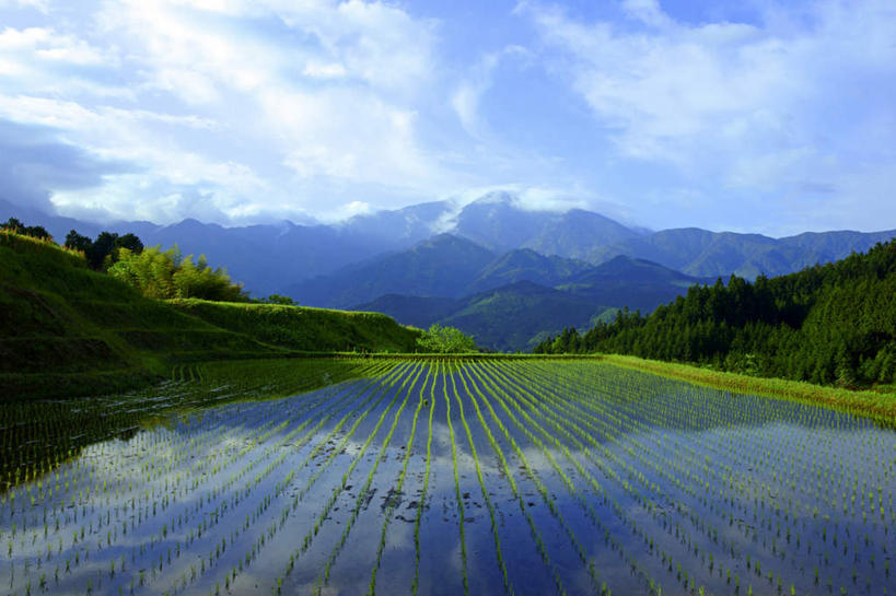 无人,农田,横图,室外,白天,仰视,旅游,度假,农业,庄稼,农作物,美景,山,山脉,植物,雾,日本,亚洲,阴影,朦胧,模糊,光线,影子,稻田,景观,山峰,山峦,娱乐,树,树木,绿色,阳光,自然,群山,享受,休闲,景色,放松,生长,成长,迷雾,自然风光,东亚,本州,本州岛,日本国,中部地方,岐阜,岐阜县,大雾,彩图,低角度拍摄,耕地,庄稼田