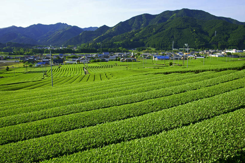 无人,家,农田,横图,室外,白天,正面,旅游,度假,庄稼,农作物,美景,山,山脉,植物,日本,亚洲,电力,电线,电线杆,线,房屋,屋子,景观,山峰,电能,山峦,线路,娱乐,茶园,楼房,住宅,树,树木,蓝色,绿色,蓝天,天空,自然,群山,天,享受,休闲,景色,放松,生长,晴朗,成长,电,电源,自然风光,能量,东亚,本州,万里无云,本州岛,日本国,中部地方,岐阜,岐阜县,茶山,晴空,晴空万里,彩图,耕地,庄稼田,房子