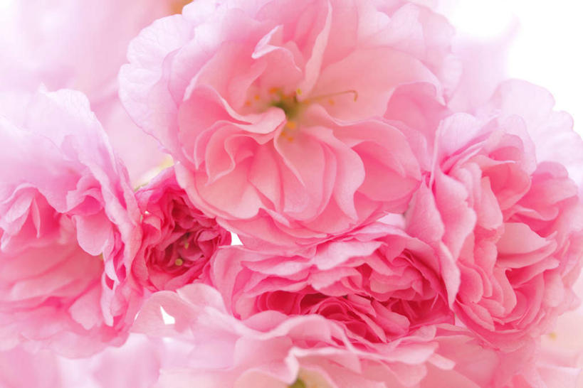 无人,横图,室内,特写,白天,白色背景,正面,植物,樱花,静物,许多,阴影,光线,影子,粉红,花蕾,花瓣,花朵,花卉,鲜花,粉色,阳光,花苞,摄影,影棚,仙樱花,福岛樱,青肤樱,荆桃,彩图,影棚拍摄,拍摄