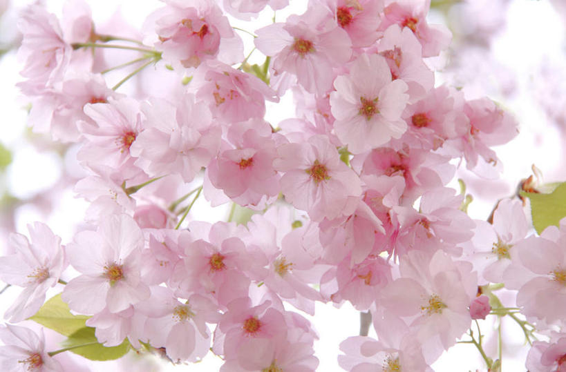 无人,横图,室内,特写,白天,白色背景,正面,植物,樱花,静物,叶子,许多,阴影,光线,影子,绿叶,粉红,花蕾,花瓣,花朵,花卉,鲜花,粉色,阳光,花苞,嫩叶,摄影,影棚,仙樱花,福岛樱,青肤樱,叶,叶片,荆桃,彩图,影棚拍摄,拍摄