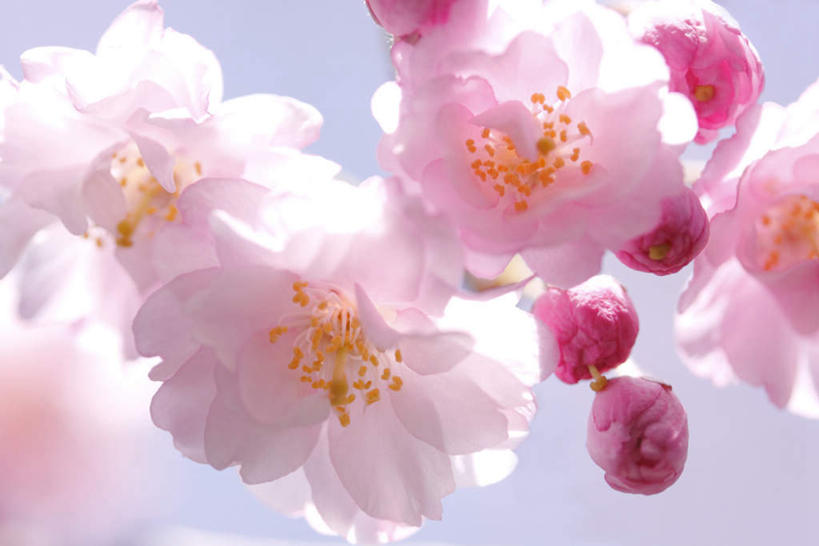 无人,横图,室内,特写,白天,正面,植物,樱花,静物,许多,阴影,蓝色背景,光线,影子,粉红,花蕾,花瓣,花朵,花卉,鲜花,粉色,阳光,花苞,摄影,影棚,仙樱花,福岛樱,青肤樱,荆桃,彩图,影棚拍摄,拍摄