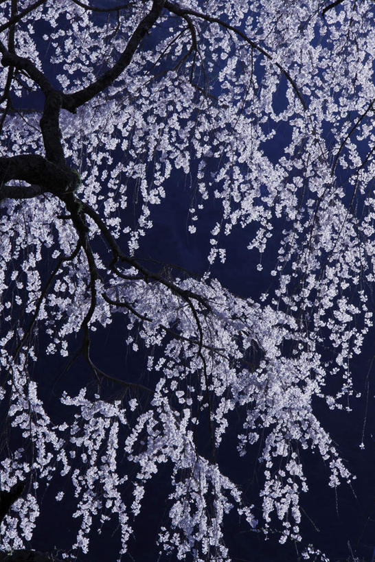 无人,竖图,室外,白天,正面,旅游,度假,美景,植物,樱花,一棵,许多,盛开,景观,樱花树,枝条,娱乐,花,花瓣,花朵,花卉,鲜花,树,树干,树木,树枝,绿色,蓝天,天空,自然,天,花蕊,享受,休闲,景色,放松,生长,成长,自然风光,仙樱花,福岛樱,青肤樱,荆桃,彩图