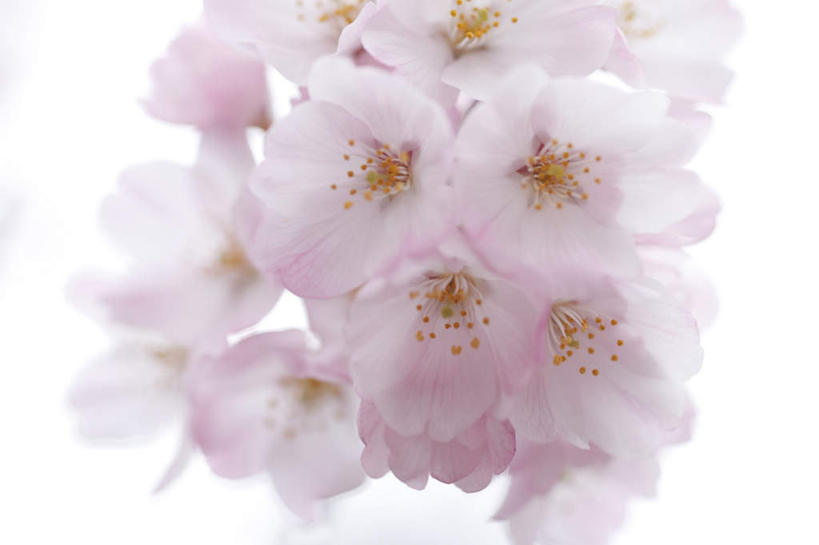 无人,横图,室内,白天,白色背景,正面,植物,樱花,静物,许多,阴影,盛开,光线,影子,粉红,花,花瓣,花朵,花卉,鲜花,粉色,阳光,花蕊,摄影,影棚,仙樱花,福岛樱,青肤樱,荆桃,彩图,影棚拍摄,拍摄