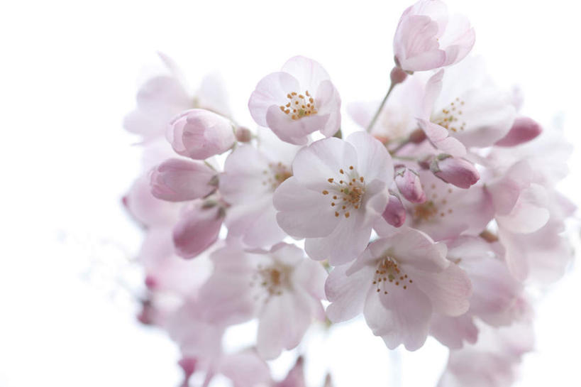 无人,横图,室内,白天,白色背景,正面,植物,樱花,静物,许多,阴影,盛开,光线,影子,粉红,花,花瓣,花朵,花卉,鲜花,粉色,阳光,花蕊,摄影,影棚,仙樱花,福岛樱,青肤樱,荆桃,彩图,影棚拍摄,拍摄