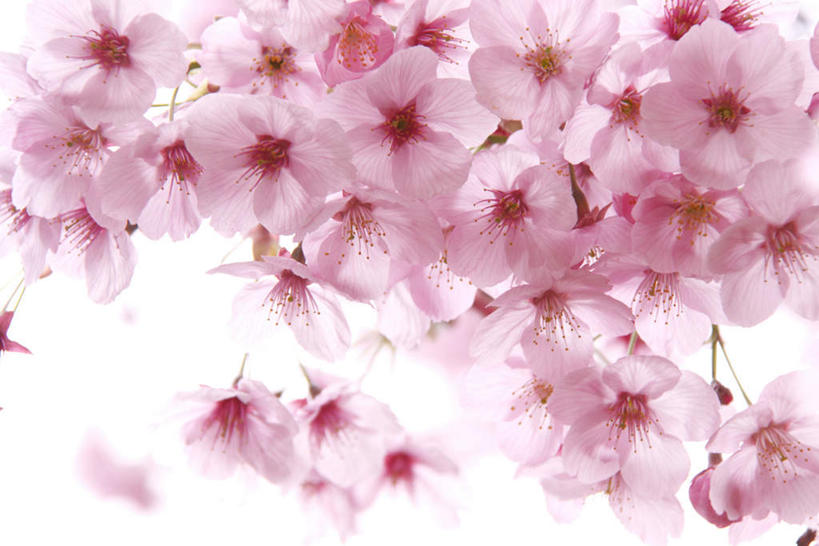 无人,横图,室内,白天,白色背景,正面,植物,樱花,静物,许多,阴影,盛开,光线,影子,粉红,花,花瓣,花朵,花卉,鲜花,粉色,阳光,花蕊,摄影,影棚,仙樱花,福岛樱,青肤樱,荆桃,彩图,影棚拍摄,拍摄