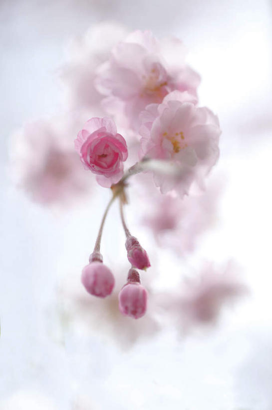 无人,竖图,室内,白天,白色背景,正面,植物,樱花,静物,许多,阴影,朦胧,模糊,盛开,光线,影子,粉红,花,花瓣,花朵,花卉,鲜花,粉色,阳光,花蕊,摄影,影棚,仙樱花,福岛樱,青肤樱,荆桃,彩图,影棚拍摄,拍摄