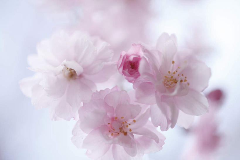 无人,横图,室内,白天,白色背景,正面,植物,樱花,静物,许多,阴影,朦胧,模糊,盛开,光线,影子,粉红,花,花瓣,花朵,花卉,鲜花,粉色,阳光,花蕊,摄影,影棚,仙樱花,福岛樱,青肤樱,荆桃,彩图,影棚拍摄,拍摄