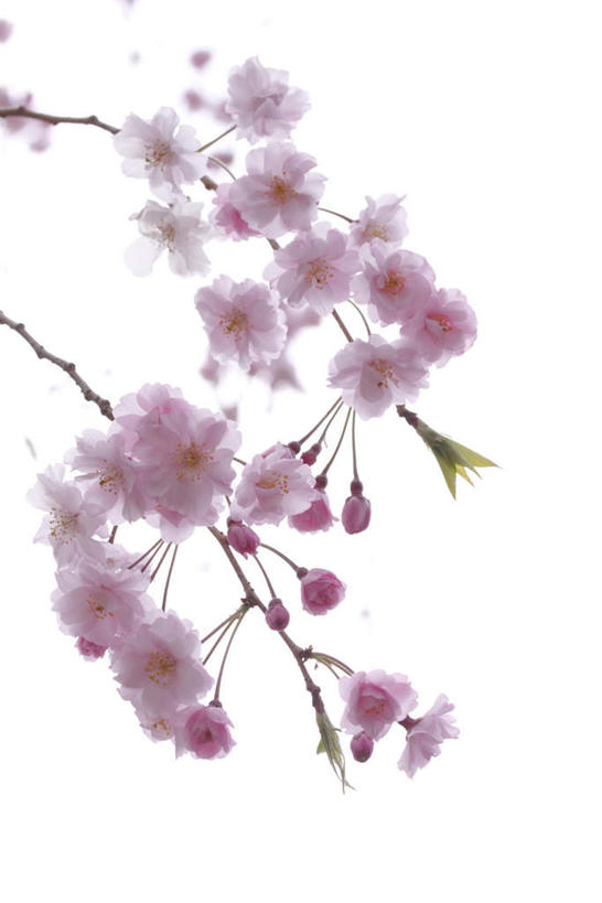 无人,竖图,室外,白天,仰视,美景,植物,樱花,静物,许多,阴影,盛开,光线,影子,景观,粉红,花,花瓣,花朵,花卉,鲜花,粉色,蓝色,蓝天,天空,阳光,自然,天,花蕊,景色,晴朗,自然风光,万里无云,仙樱花,福岛樱,青肤樱,晴空,晴空万里,荆桃,彩图,低角度拍摄