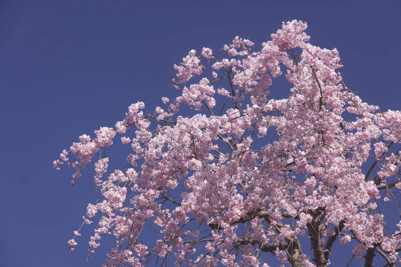 无人,横图,室外,白天,仰视,旅游,度假,美景,树林,植物,樱花,东京,日本,亚洲,许多,阴影,光线,影子,景观,娱乐,树,树木,蓝色,绿色,蓝天,天空,阳光,自然,天,享受,休闲,景色,放松,生长,晴朗,成长,自然风光,东亚,本州,万里无云,关东地方,本州岛,日本国,东京都,仙樱花,福岛樱,青肤樱,晴空,晴空万里,荆桃,彩图,低角度拍摄