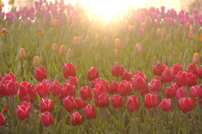 无人,横图,俯视,室外,白天,爱情,旅游,度假,花海,花圃,美景,植物,郁金香,叶子,许多,盛开,景观,绿叶,祝福,花蕾,娱乐,花,花瓣,花朵,花卉,鲜花,红色,蓝色,绿色,蓝天,天空,自然,花丛,花田,天,花苞,花蕊,享受,休闲,嫩叶,景色,放松,生长,晴朗,成长,表白,自然风光,荣誉,万里无云,永恒,叶,叶片,晴空,晴空万里,郁香,洋荷花,草麝香,彩图,高角度拍摄