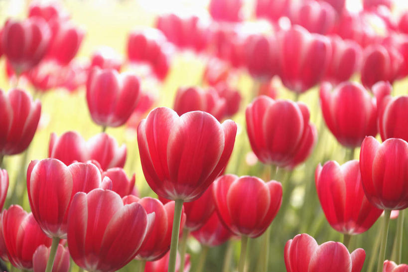 无人,横图,俯视,室外,白天,爱情,旅游,度假,花海,花圃,美景,植物,郁金香,叶子,许多,盛开,景观,绿叶,祝福,花蕾,娱乐,花,花瓣,花朵,花卉,鲜花,红色,蓝色,绿色,蓝天,天空,自然,花丛,花田,天,花苞,花蕊,享受,休闲,嫩叶,景色,放松,生长,晴朗,成长,表白,自然风光,荣誉,万里无云,永恒,叶,叶片,晴空,晴空万里,郁香,洋荷花,草麝香,彩图,高角度拍摄