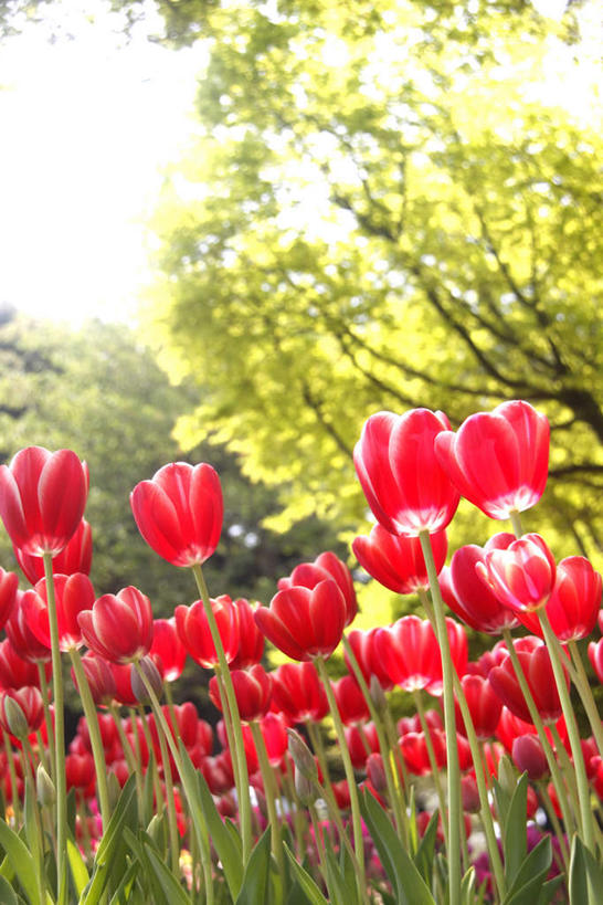 无人,竖图,俯视,室外,白天,爱情,旅游,度假,花海,花圃,美景,植物,郁金香,叶子,许多,盛开,景观,绿叶,祝福,花蕾,娱乐,花,花瓣,花朵,花卉,鲜花,红色,蓝色,绿色,蓝天,天空,自然,花丛,花田,天,花苞,花蕊,享受,休闲,嫩叶,景色,放松,生长,晴朗,成长,表白,自然风光,荣誉,万里无云,永恒,叶,叶片,晴空,晴空万里,郁香,洋荷花,草麝香,彩图,高角度拍摄