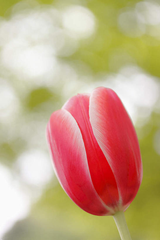 无人,竖图,室外,白天,仰视,爱情,旅游,度假,花海,花圃,美景,植物,郁金香,叶子,朦胧,模糊,盛开,景观,绿叶,祝福,花蕾,娱乐,花,花瓣,花朵,花卉,鲜花,一朵,红色,蓝色,绿色,蓝天,天空,自然,花丛,花田,天,花苞,花蕊,享受,休闲,嫩叶,景色,放松,生长,晴朗,成长,表白,自然风光,荣誉,万里无云,永恒,叶,叶片,晴空,晴空万里,郁香,洋荷花,草麝香,彩图,低角度拍摄