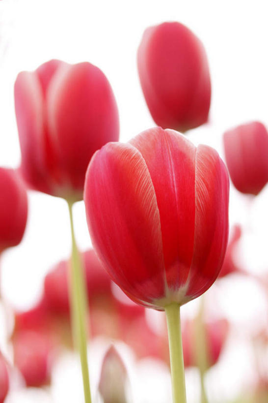 无人,竖图,室外,白天,正面,爱情,旅游,度假,花海,花圃,美景,植物,郁金香,叶子,许多,盛开,景观,绿叶,祝福,花蕾,娱乐,花,花瓣,花朵,花卉,鲜花,红色,蓝色,绿色,蓝天,天空,自然,花丛,花田,天,花苞,花蕊,享受,休闲,嫩叶,景色,放松,生长,晴朗,成长,表白,自然风光,荣誉,万里无云,永恒,叶,叶片,晴空,晴空万里,郁香,洋荷花,草麝香,彩图