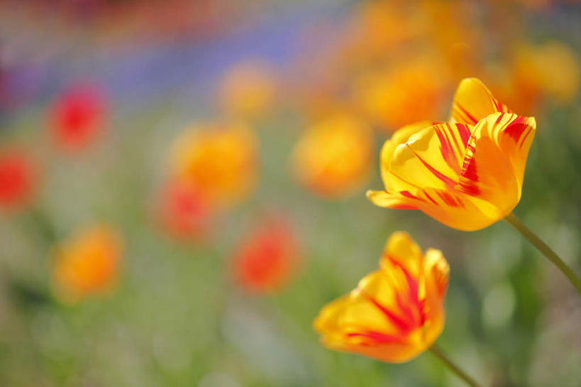 无人,横图,俯视,室外,白天,爱情,旅游,度假,花海,花圃,美景,植物,郁金香,叶子,许多,朦胧,模糊,盛开,景观,绿叶,祝福,花蕾,娱乐,花,花瓣,花朵,花卉,鲜花,黄色,蓝色,绿色,蓝天,天空,自然,花丛,花田,天,花苞,花蕊,享受,休闲,嫩叶,景色,放松,生长,晴朗,成长,表白,自然风光,荣誉,万里无云,永恒,叶,叶片,晴空,晴空万里,郁香,洋荷花,草麝香,彩图,高角度拍摄