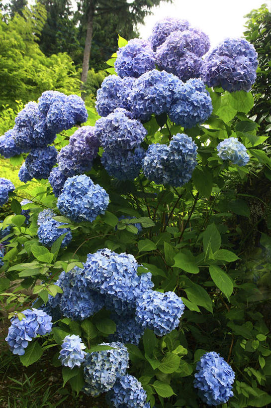 无人,竖图,室外,白天,正面,旅游,度假,骄傲,花海,花圃,美景,树林,植物,八仙花,叶子,日本,亚洲,许多,盛开,景观,云,云朵,绿叶,花蕾,云彩,娱乐,花,花瓣,花朵,花卉,鲜花,树,树木,绿色,紫色,白云,天空,自然,花丛,花田,天,花苞,花蕊,绣球花,享受,休闲,嫩叶,景色,放松,生长,成长,紫阳花,洋绣球,自然风光,东亚,本州,关东地方,本州岛,日本国,草绣球,斗球,七变化,粉团花,崎玉,崎玉县,善变,叶,叶片,彩图