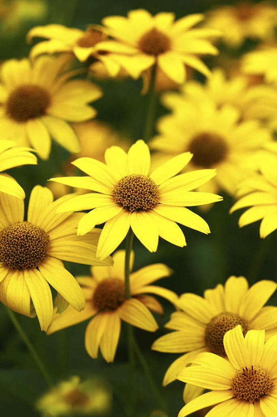 无人,竖图,俯视,室外,特写,白天,爱情,旅游,度假,花海,花圃,美景,植物,叶子,日本,亚洲,许多,朦胧,模糊,盛开,景观,绿叶,花蕾,娱乐,花,花瓣,花朵,花卉,鲜花,黄色,绿色,自然,花丛,花田,花苞,花蕊,享受,休闲,嫩叶,菊花,景色,放松,生长,成长,吉祥,自然风光,东亚,金光菊,本州,关东地方,本州岛,日本国,高洁,崎玉,崎玉县,长寿,怀恋,清净,真情,寿客,秋菊,臭菊,叶,叶片,彩图,高角度拍摄